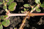 Desert horsepurslane